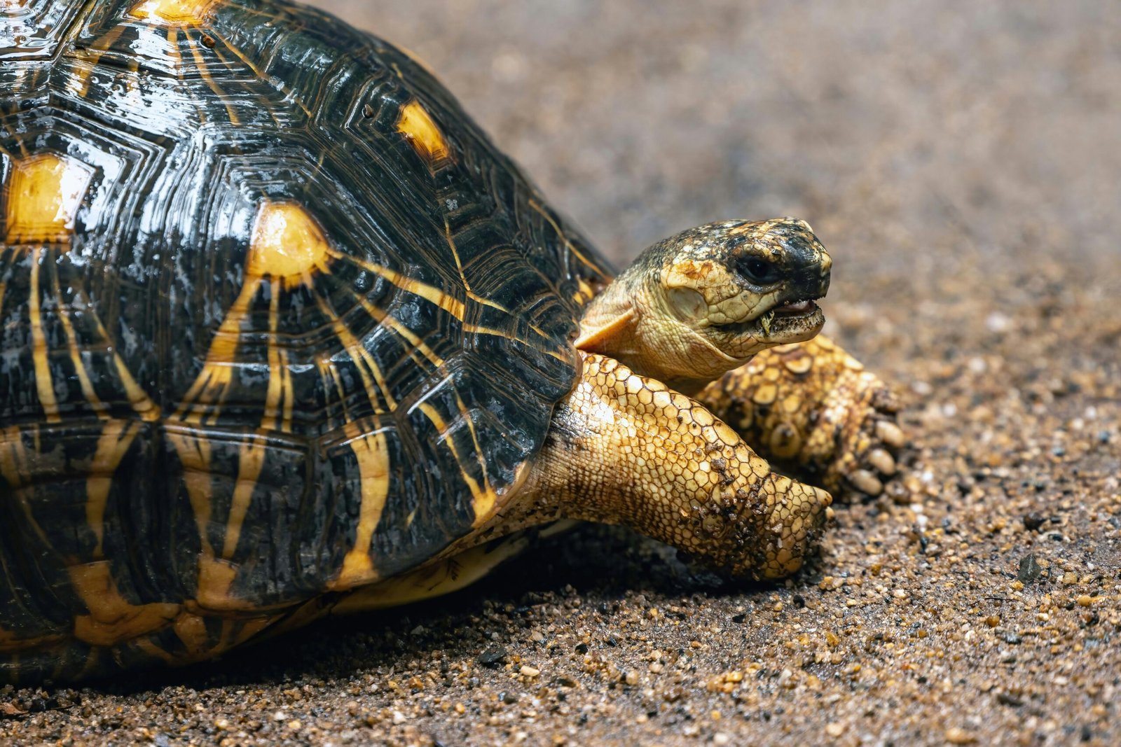 Reptiles as Ideal Companions – A Guide for Future Owners