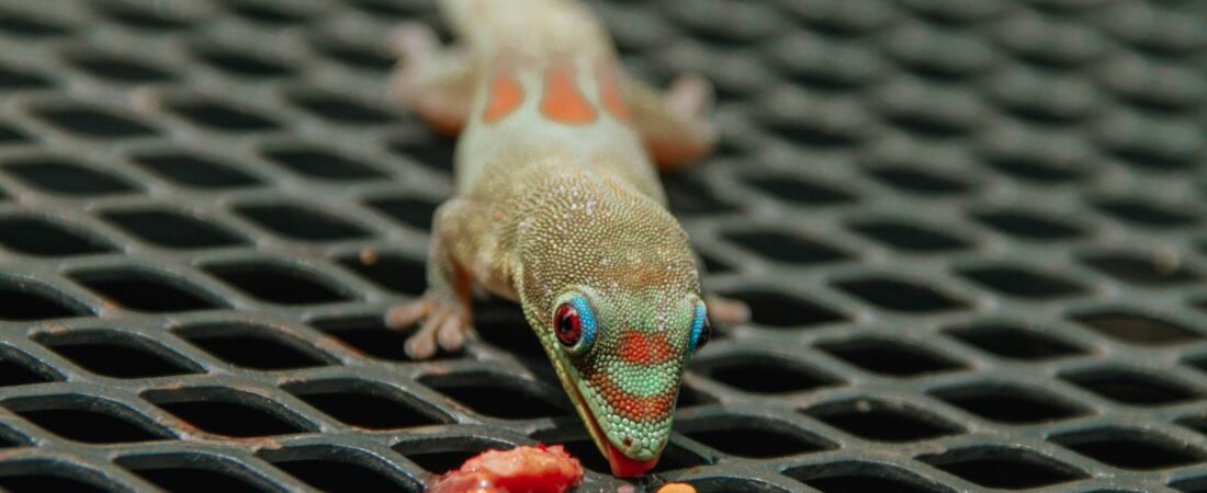 The Ultimate Guide to Keeping Reptiles as Pets