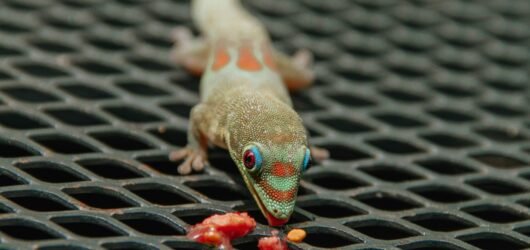 The Ultimate Guide to Keeping Reptiles as Pets
